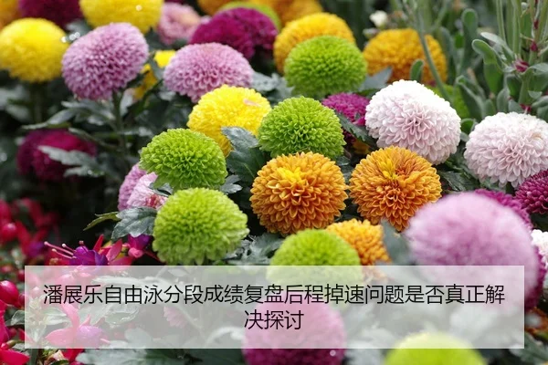 潘展乐自由泳分段成绩复盘后程掉速问题是否真正解决探讨